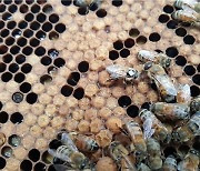 꿀벌 78억마리 실종 사태 속에도 꿀벌 가축재해보험은 '유명무실'[국감 2022]