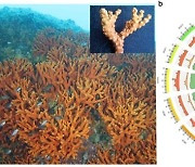 독도 서식 멸종위기 '유착나무돌산호' 유전체 분석