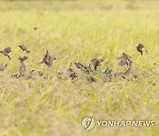 참새 먹잇감이 된 황금 나락