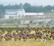 인기척에 놀란 참새떼