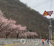 코로나로 멈춘 '합천벚꽃마라톤대회' 내년엔 달린다