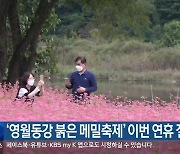 '영월동강 붉은 메밀축제' 이번 연휴 절정