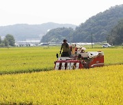 통계청 "올해 쌀 생산량 2% 감소..380만t"