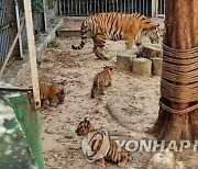 대전오월드서 100일 맞은 백두산호랑이 3남매 공개