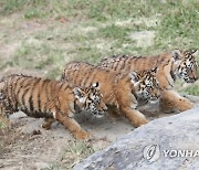 '위풍당당하게 걷자' 100일 된 백두산 호랑이 3남매