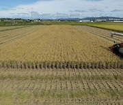 내년부터 수입밀 대체할 가루쌀 농사 짓는다..생산단지 조성