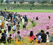 강변 따라 무지갯빛 꽃물결 넘실..장성 가을꽃 축제 장관