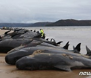 뉴질랜드서 돌고래 250마리 떼죽음..백상아리 출몰 탓 구조 한계