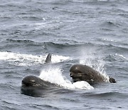 집으로 돌아가지 못한 돌고래들..뉴질랜드 해변서 250마리 떼죽음