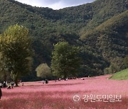 영월 동강의 푸른 물결과 붉은메밀밭이 만나 장관을 이루다