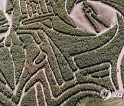 USA CORN MAZE