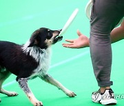 속초 반려견 문화축제