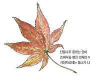 [소년중앙] 빨갛게 물들지 않는 단풍나무, 어떻게 구별할까