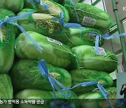 배추·무 가격 폭등.."조만간 안정 전망"