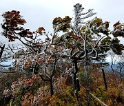 강원도 발왕산에서 올 가을 첫 상고대 관측