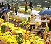 가을꽃축제 즐기는 시민들