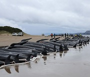 240마리 또 떼죽음.. 뉴질랜드 돌고래 집단 폐사 미스터리