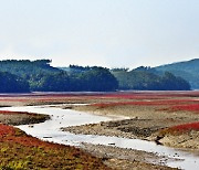 서산 가로림만 갯벌식생 복원 본격화