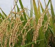 남아도는 쌀.. "농가에 다른 작물 재배 지원해 공급과잉 해소를"[인사이드&인사이트]