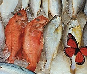 [김진국의 심심(心心)파적 <29>] "생선가게에 왜 나비가 날아들었을까?" 사진의 심리학