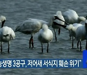 "새만금 농생명 3공구, 저어새 서식지 훼손 위기"