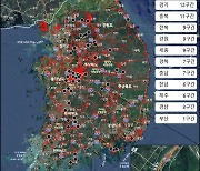 지난해 로드킬 최다는 고양이 1만7527건..고라니보다 많았던 이유는