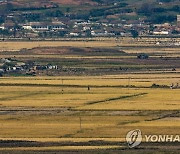 황금빛 가을 맞이한 북한 개풍군 평야