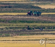 황금빛 가을 들판 지나가는 '뜨락또르'