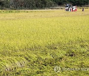 원주 문막 들판서 벼 수확 한창