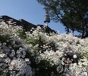 남산공원 성곽길 구절초 꽃밭