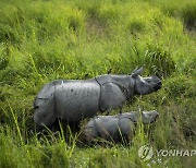 India Wildlife