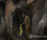 India Wildlife