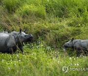 India Wildlife