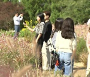 [날씨] 예년보다 포근한 가을..국화 향 가득