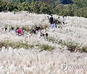 가을 제주 수놓은 억새 물결