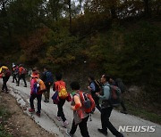 인제 자작나무 숲길 트레킹