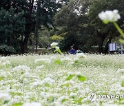 소금 뿌린 듯 새하얀 메밀꽃