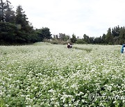 메밀꽃 필 무렵