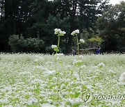 소금 뿌린 듯 새하얀 메밀꽃