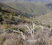 경북 봉화에는 침엽수를 위한 '노아의 방주'가 있다