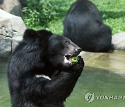 손자 "곰이다" 한 마디에..휠체어 탄 할아버지 '돌진'했다