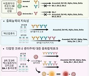 백신접종 후 오미크론 돌파감염되면 '슈퍼 항체'..3차접종시 지속기간 늘어