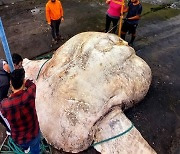 포르투칼서 '2.7t' 대왕개복치 발견.."경골어류 세계 최대 크기"