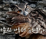 [영상+] "어, 낮이네?" 사문진 나루터 수리부엉이