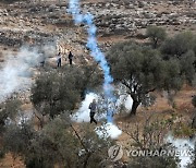 MIDEAST PALESTINIANS ISRAEL WEST BANK OLIVE HARVEST