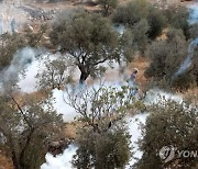 MIDEAST PALESTINIANS ISRAEL WEST BANK OLIVE HARVEST