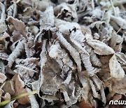 강원북부산지 대설주의보 발효