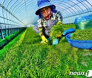 "천연 미네랄 가득"..해남 세발나물 아시나요