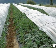 진안고원 GAP 수박 재배단지, 농진청 '최고품질 생산단지' 선정