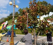 '감 고을' 영동의 특별한 가로수 감따기 행사 눈길